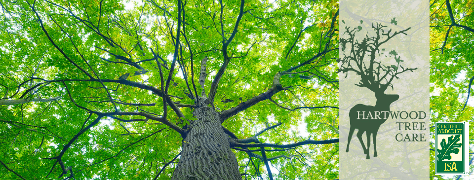 HartWood Tree Care