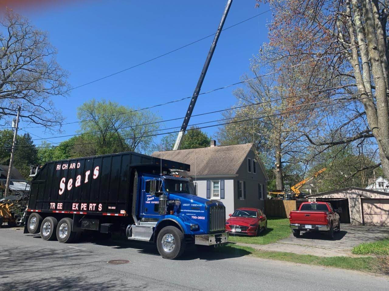 Richard Sears Tree Experts