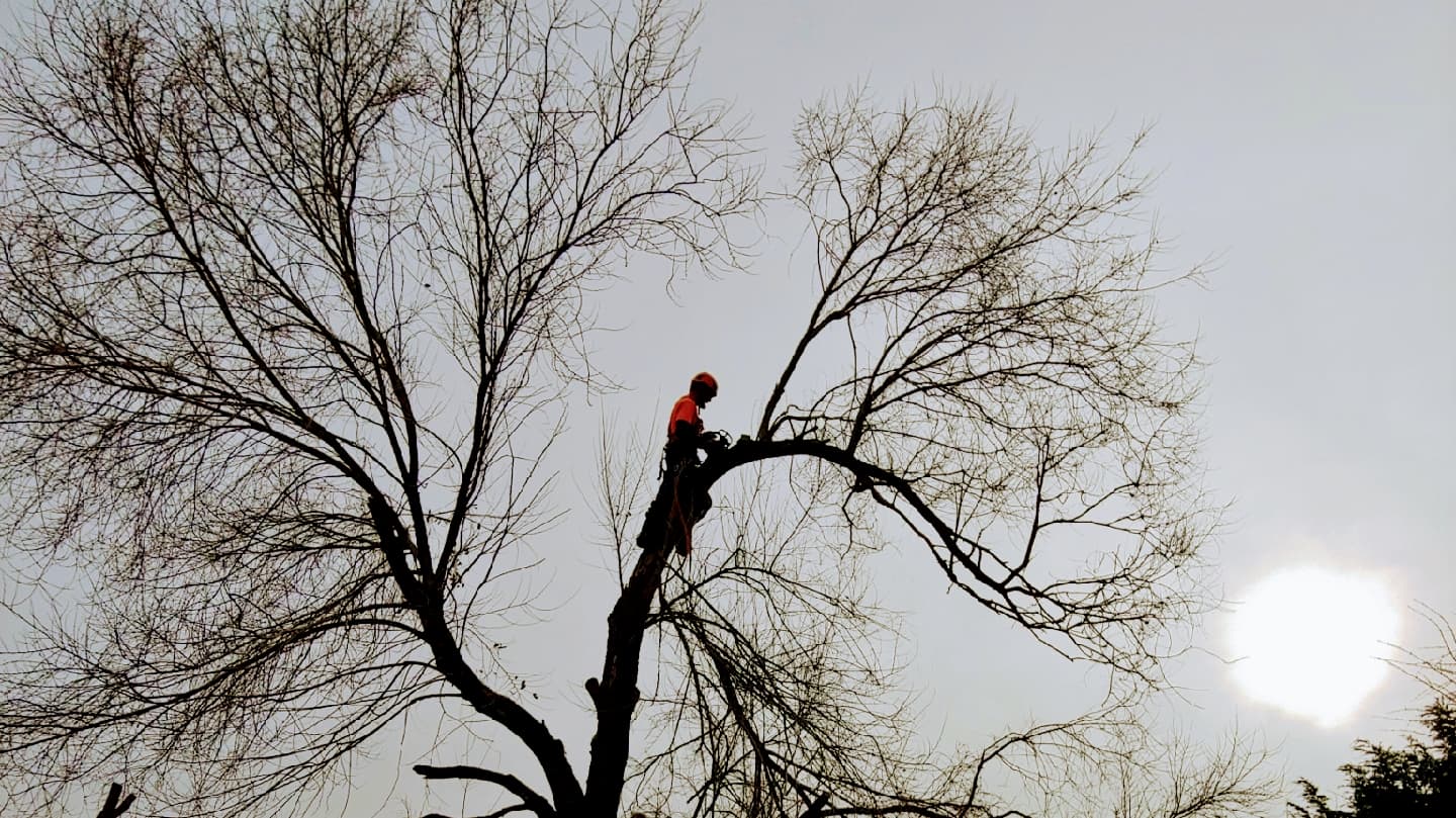 Lincoln Logging Tree Care