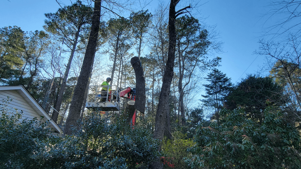Raleigh Tree Service