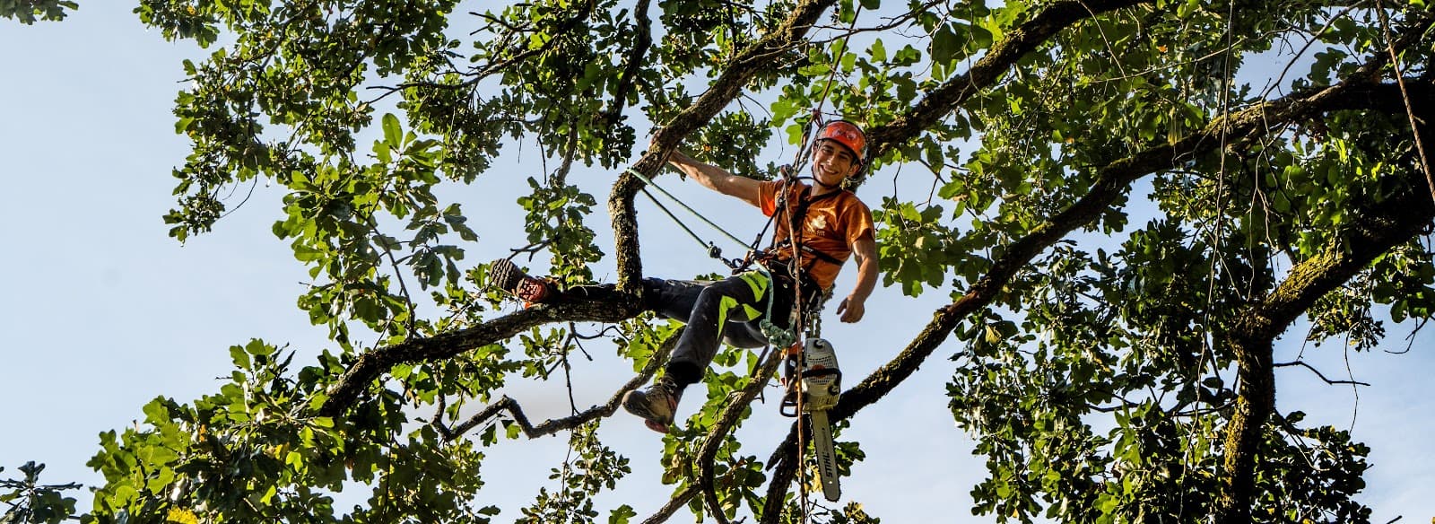 Scenic City Arborists