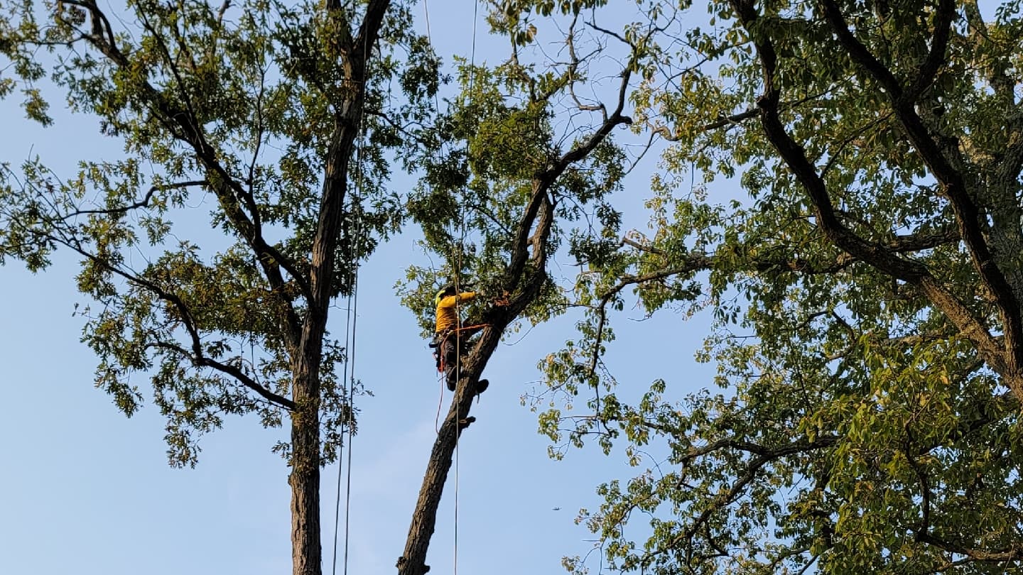 Hernandez Complete Tree Services