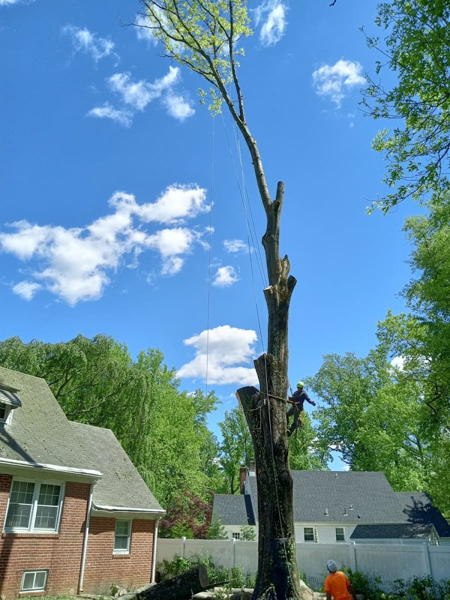 Mariano TREE SERVICES llc