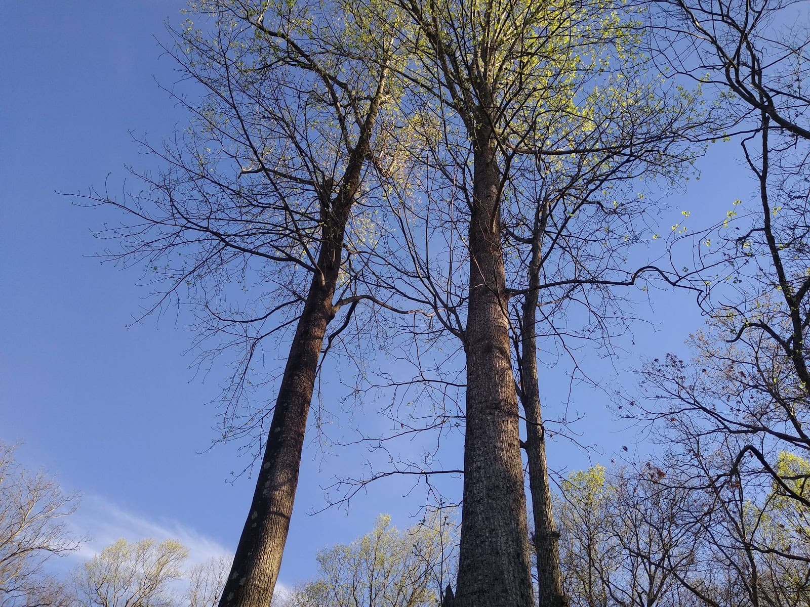 Skipper's Tree Service