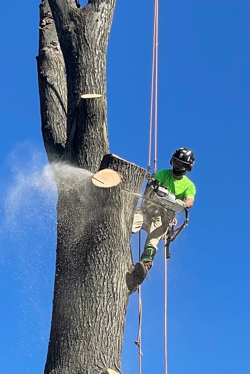 Potomac River Arborists