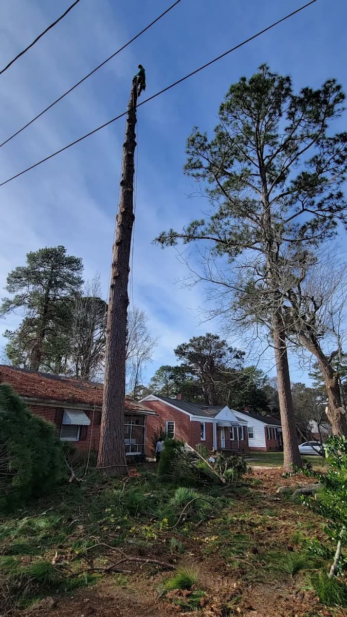 Tree M Removal, LLC