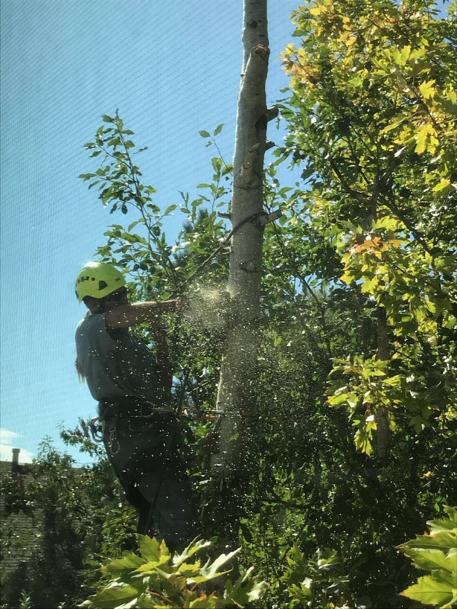 Spartan Tree Care, LLC