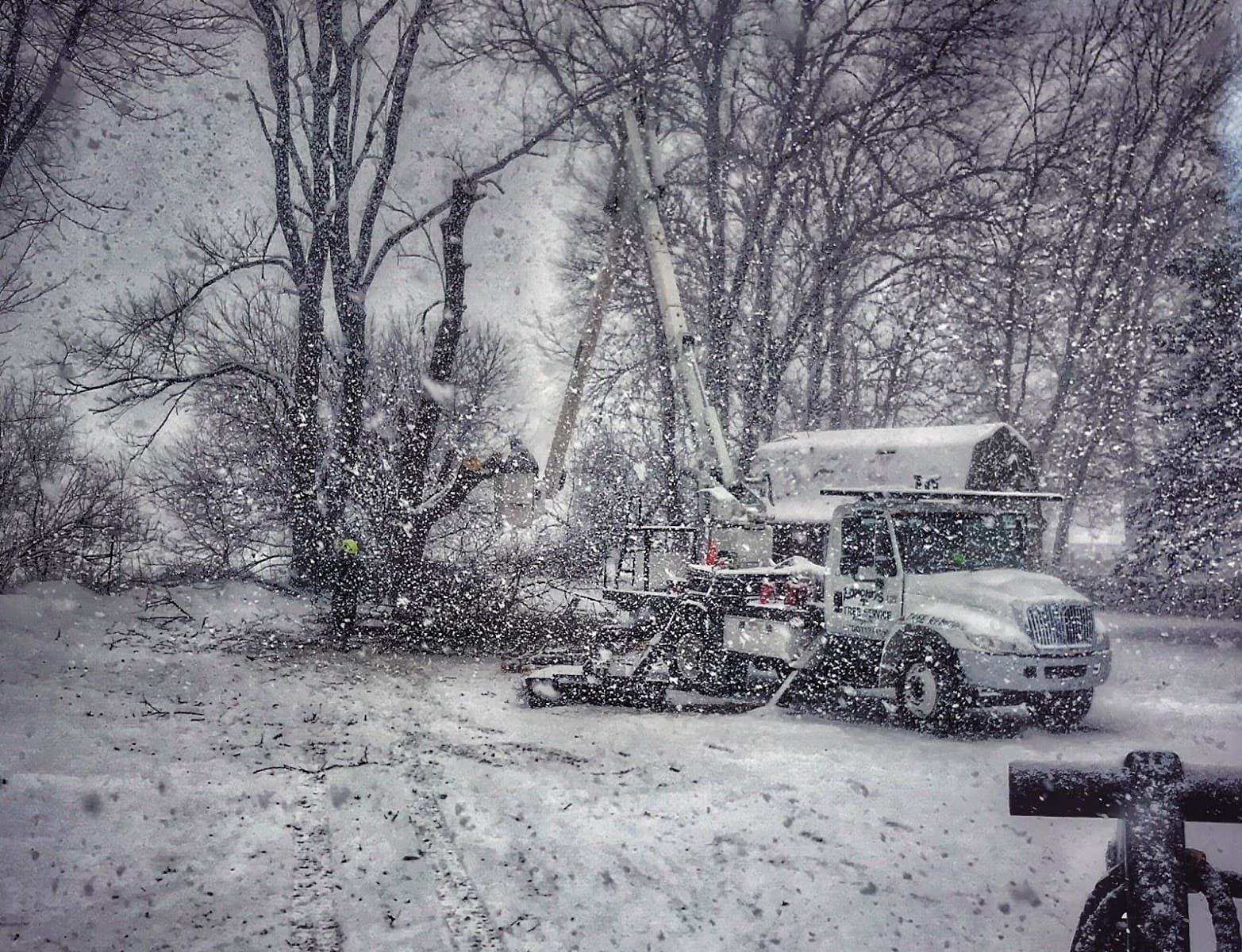 Edmonds Tree Service