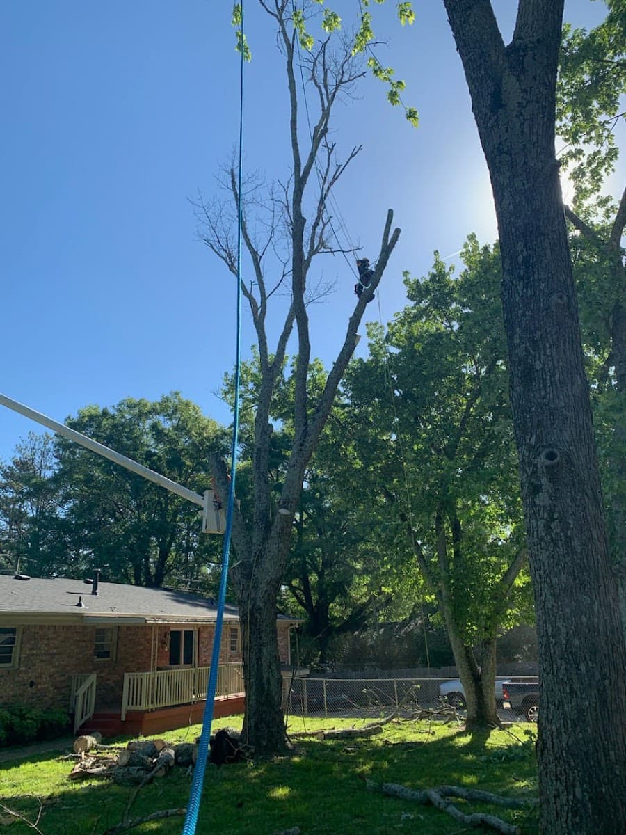 Tree Service Quiroz Llc