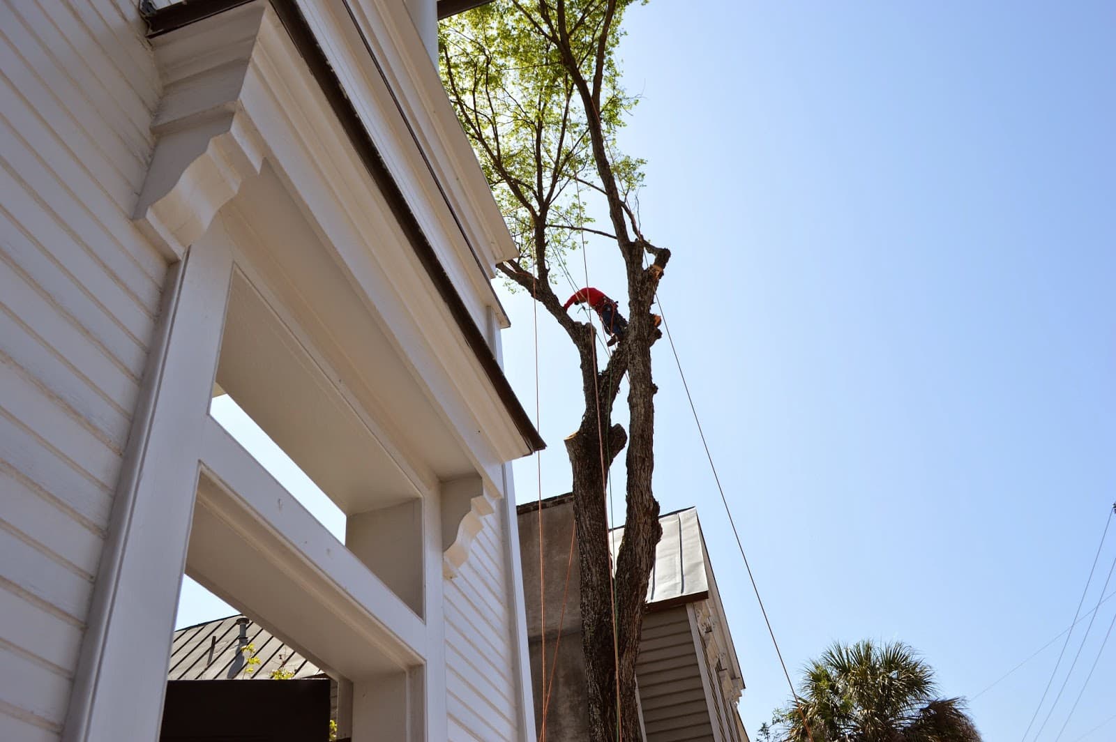 Charleston Tree Company, LLC