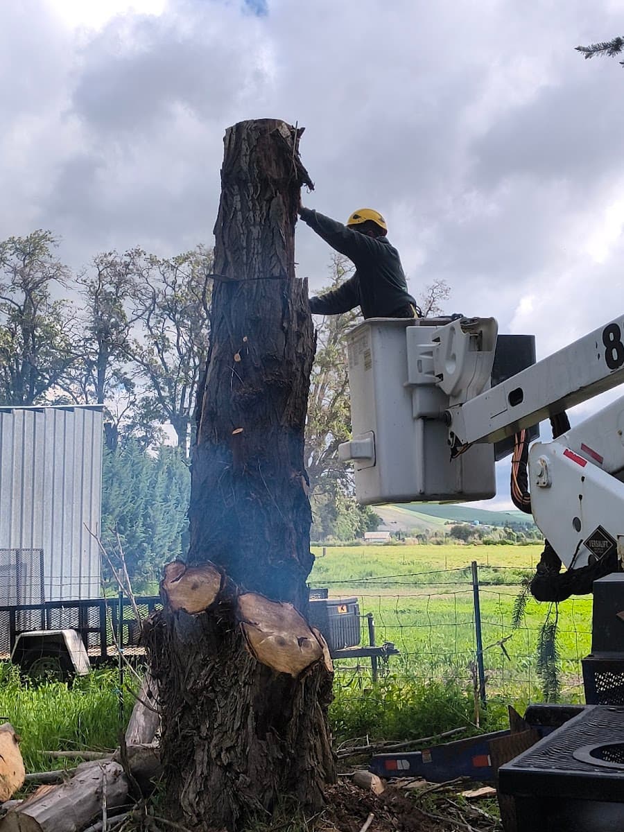 BERSERKER TREE AND LANDSCAPE SERVICE