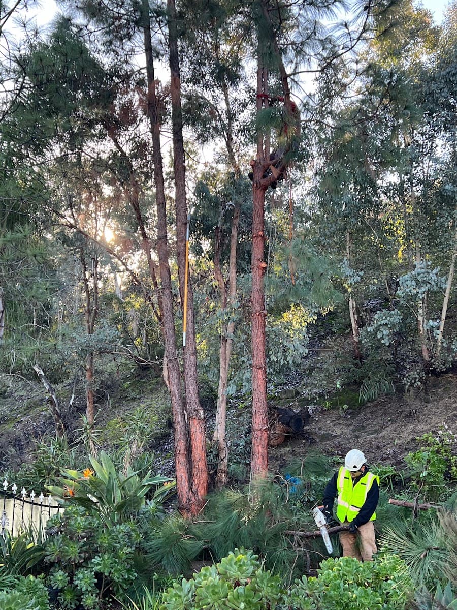 Tree of Life Tree Services