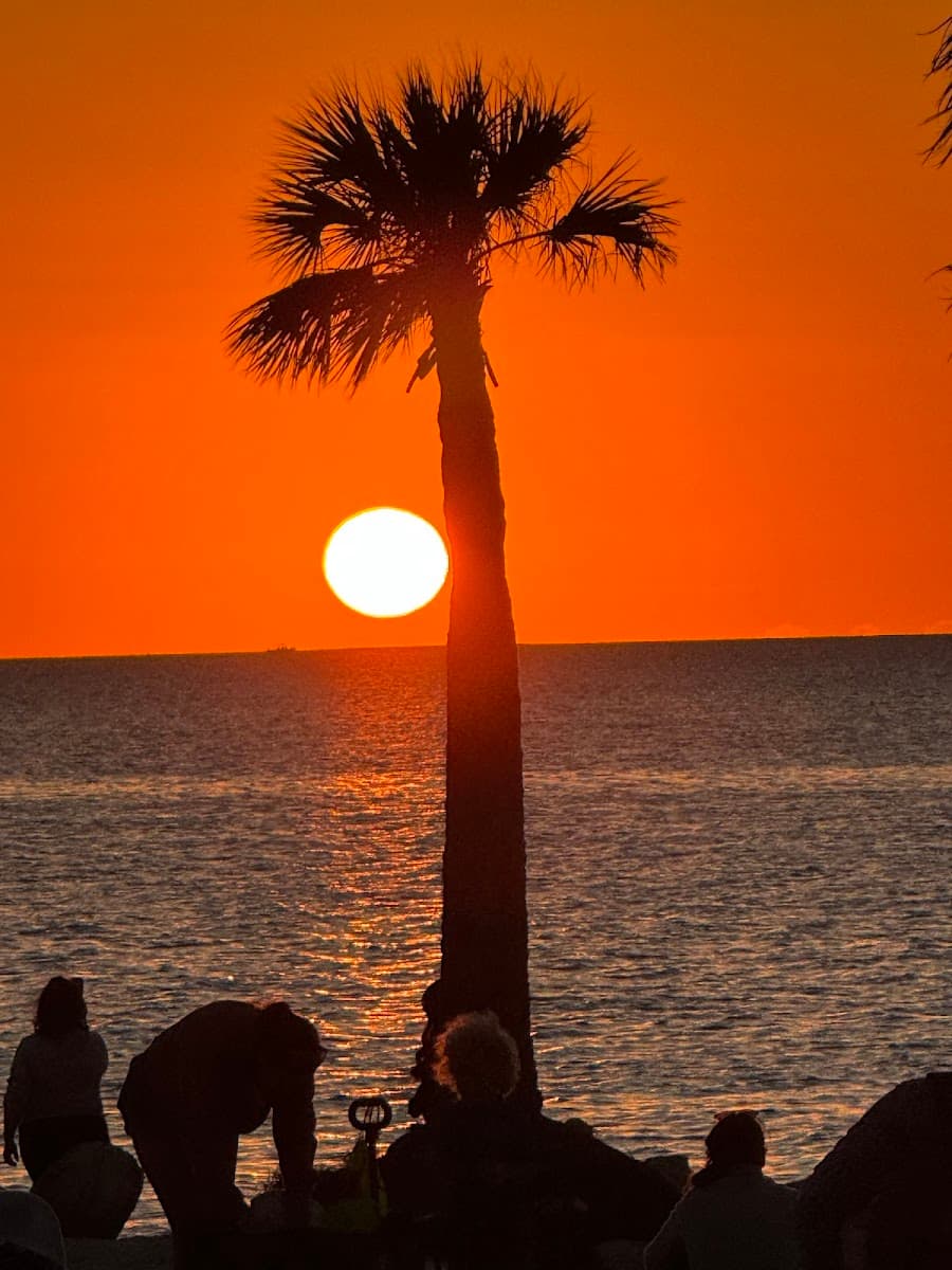 Bay to bay tree service and land clearing inc.