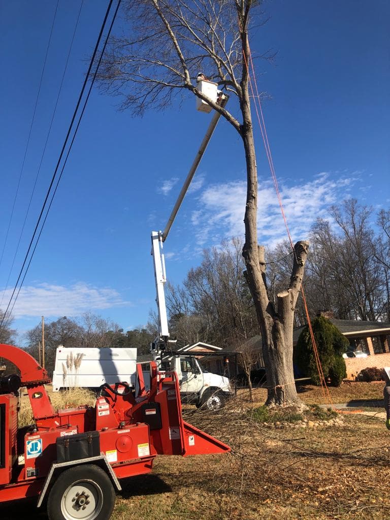 Daisy Tree Service LLC