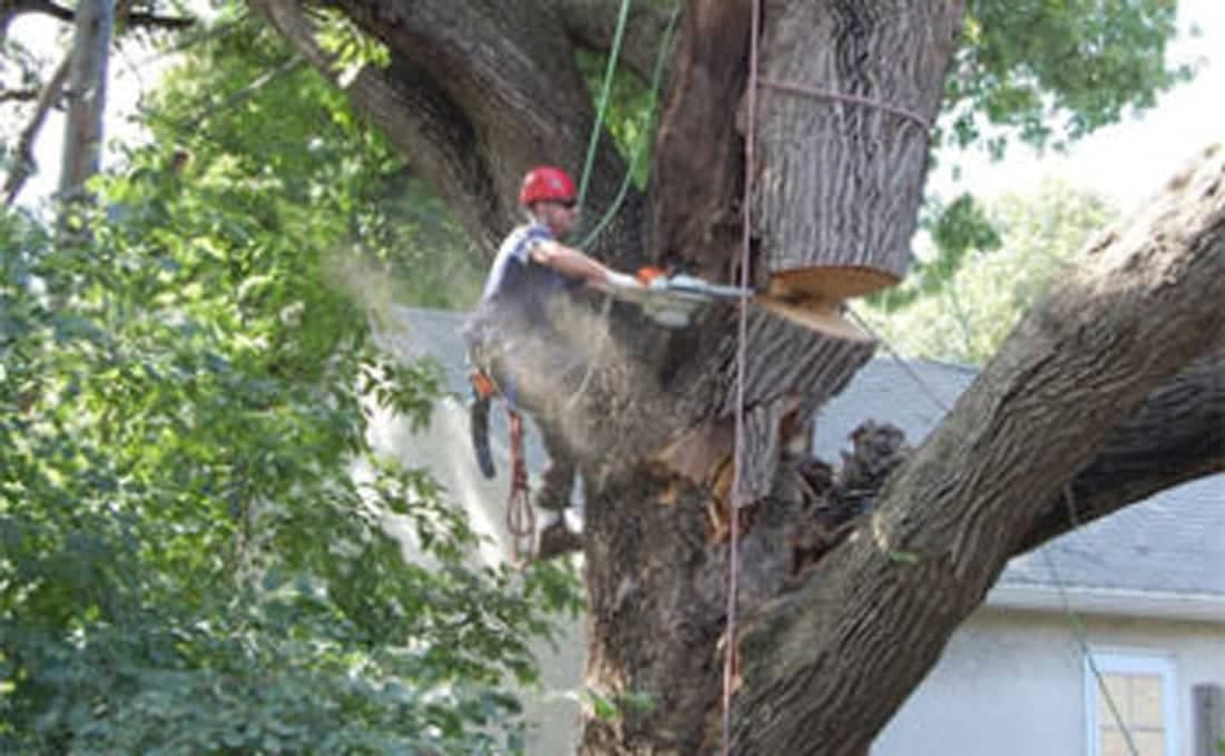 All Fair Montgomery Tree Removal