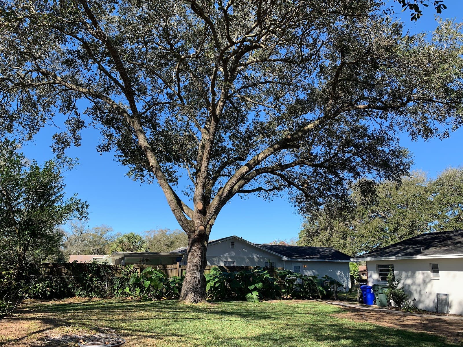 Monkey Business Tree Care Specialists