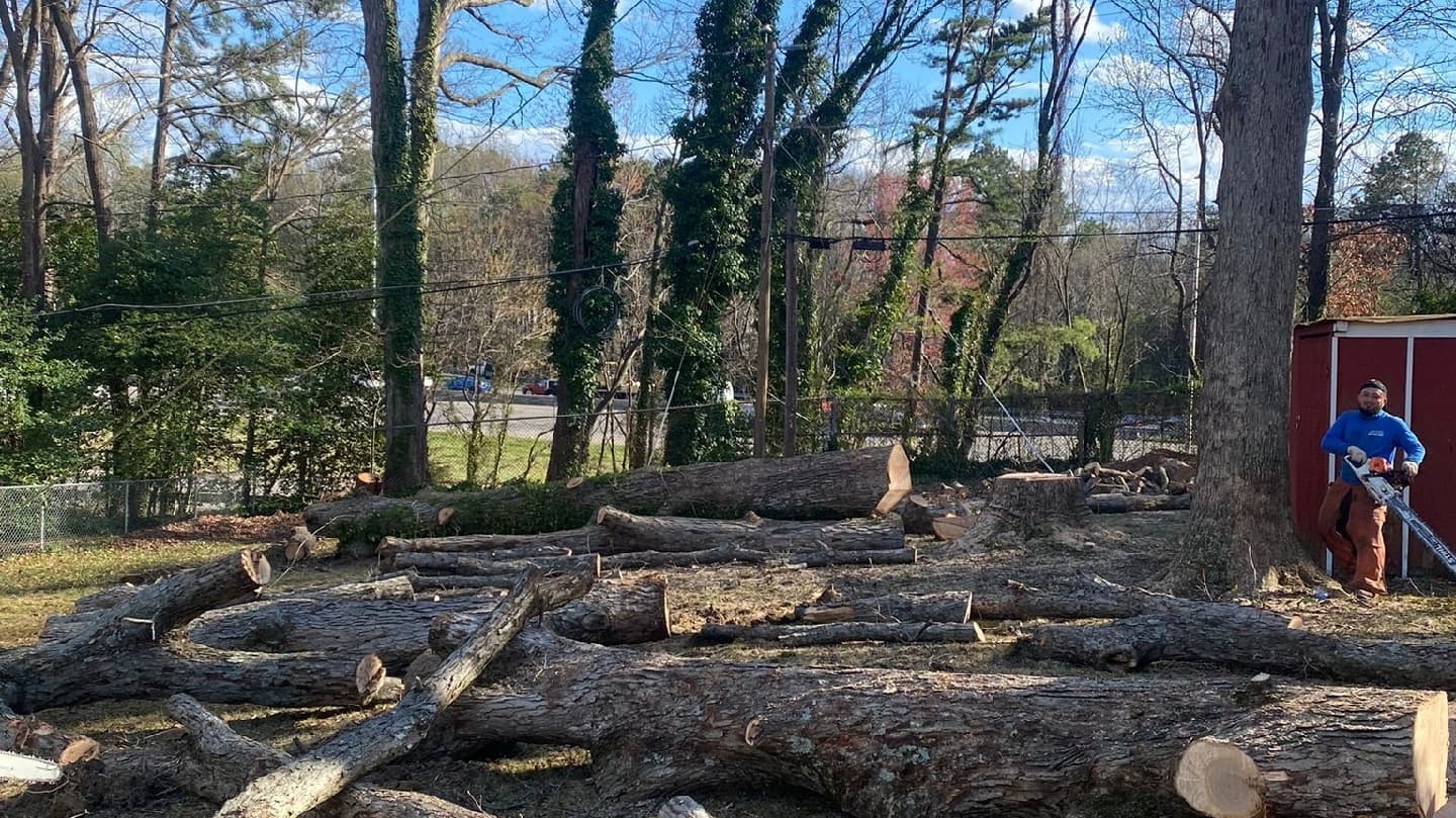 Miguel valle tree service and stump grinding