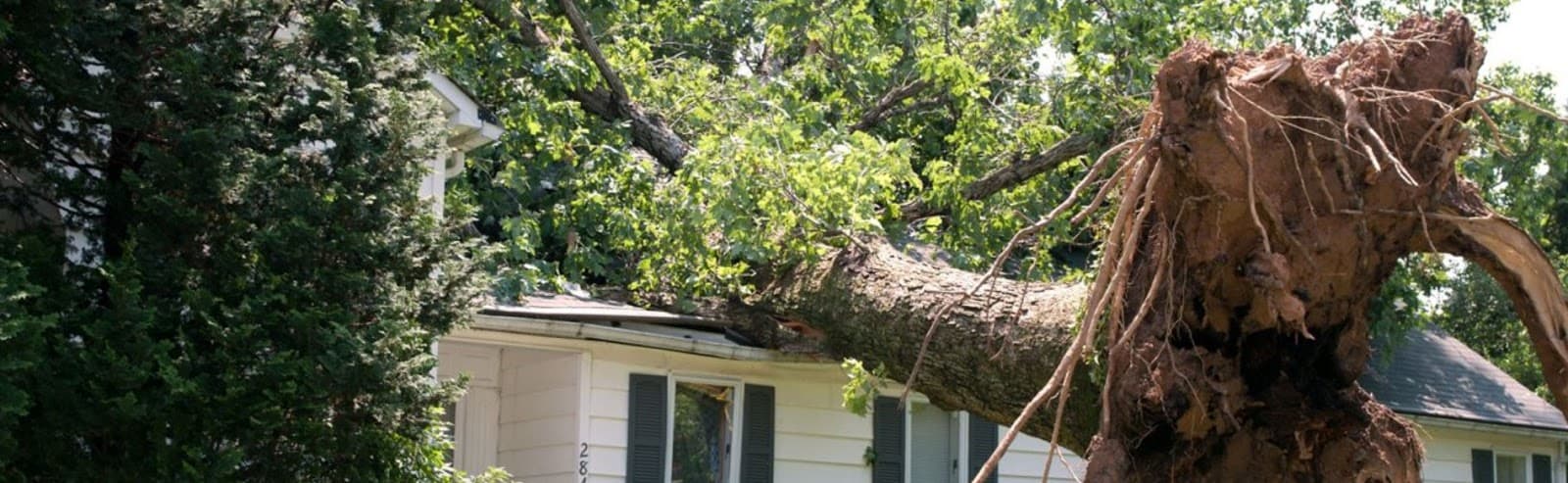 Thomas Tree Service LLC