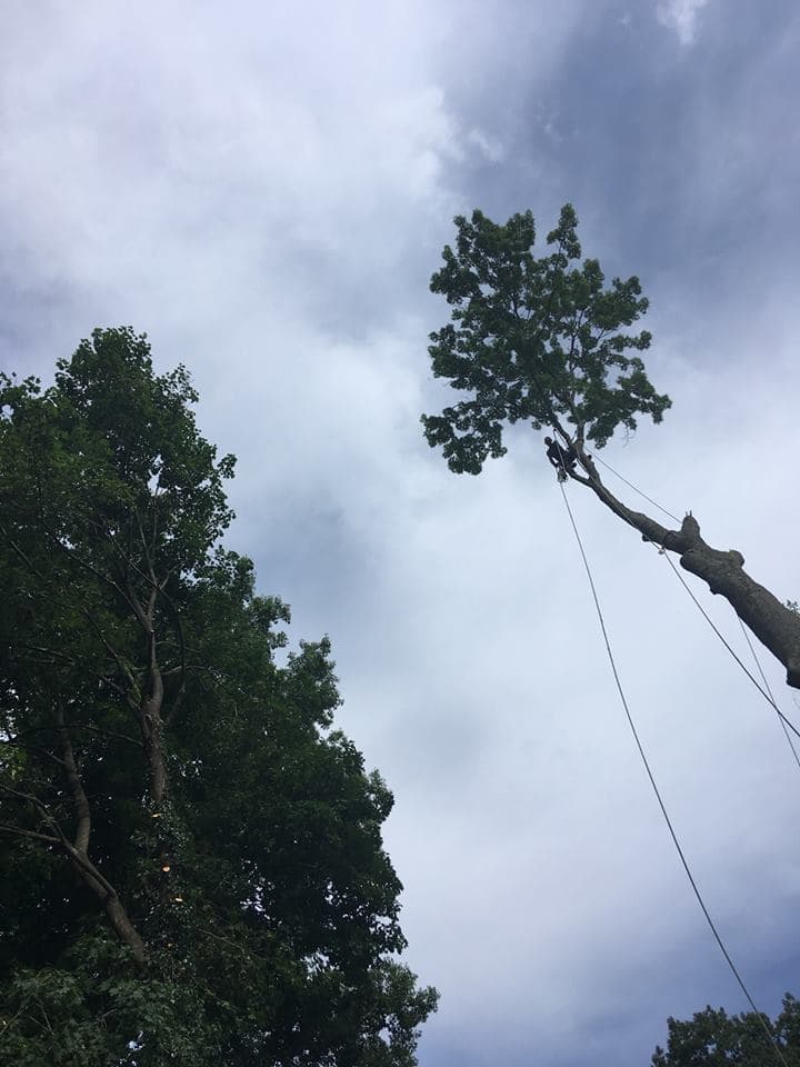 Dominion Tree Care Specialists