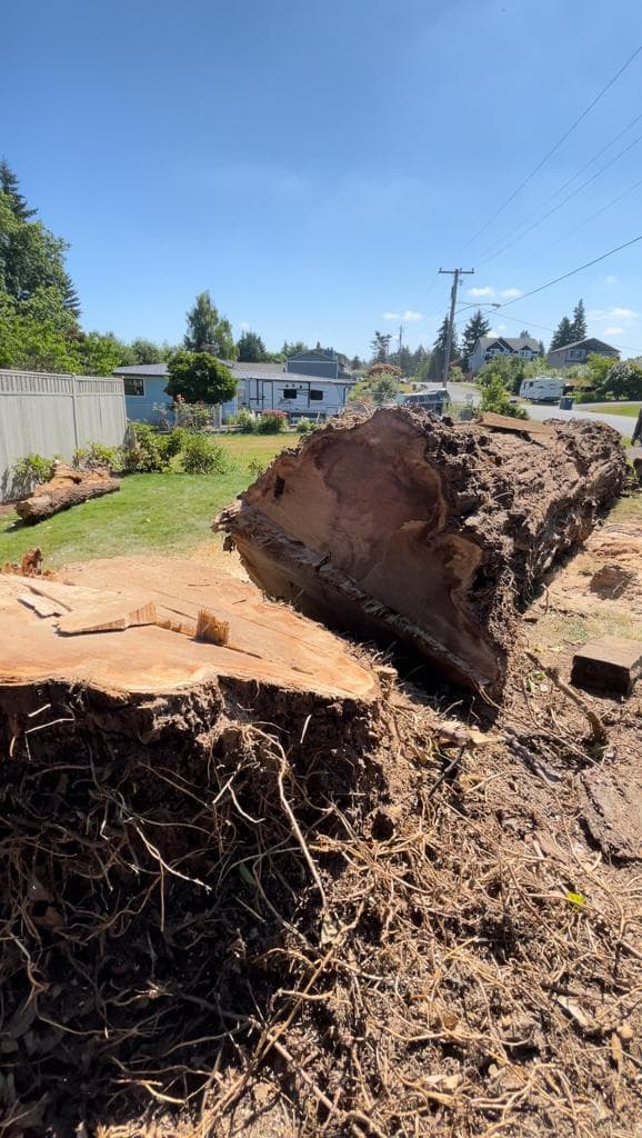 The New Northern Tree Services