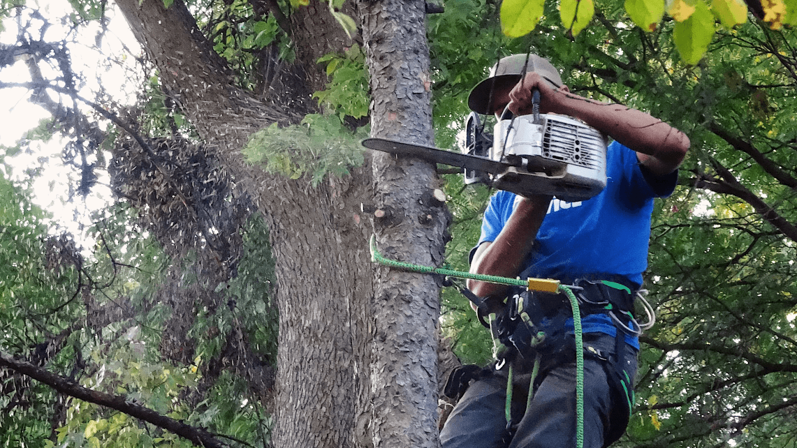 PRIMARY TREE SERVICE