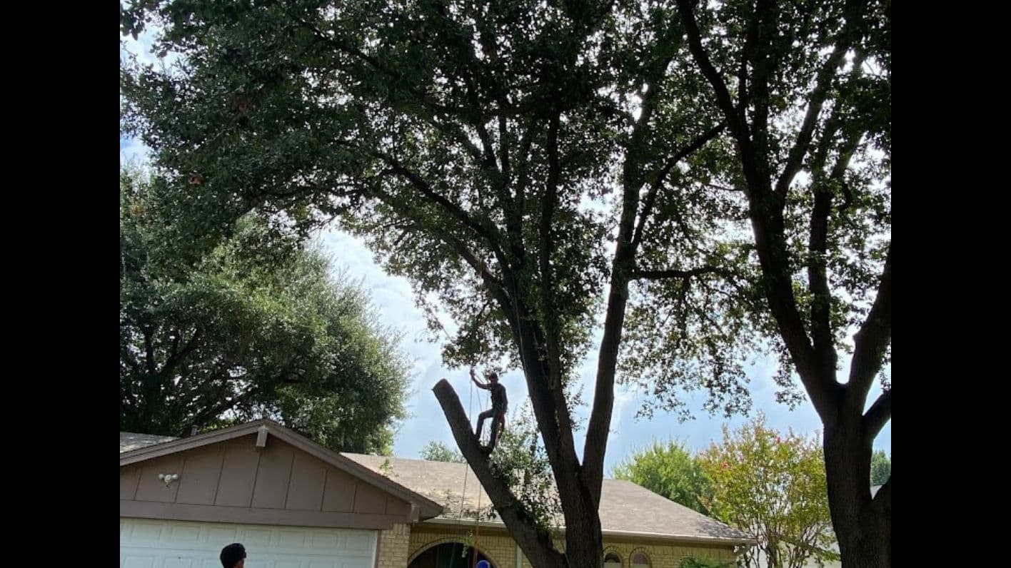 Texas Tree Tops-Tree Services LLC