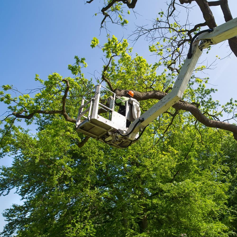 Top Cuts Tree Service & Landscaping