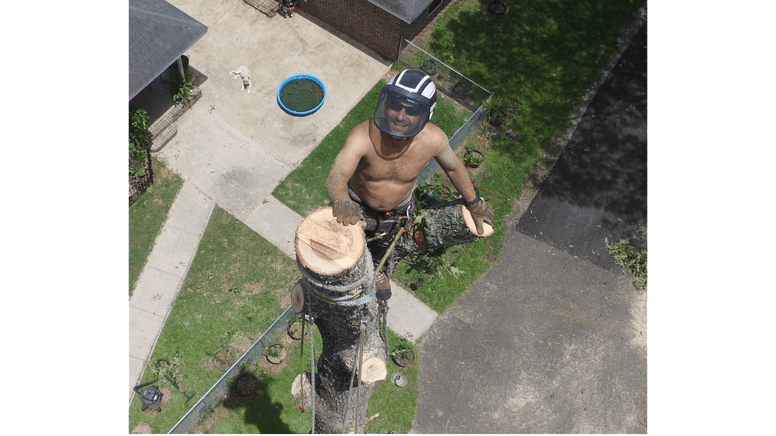 Southern Tree Ninjas