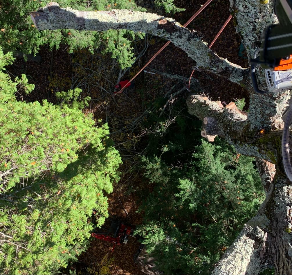 Vermont Tree Climbers