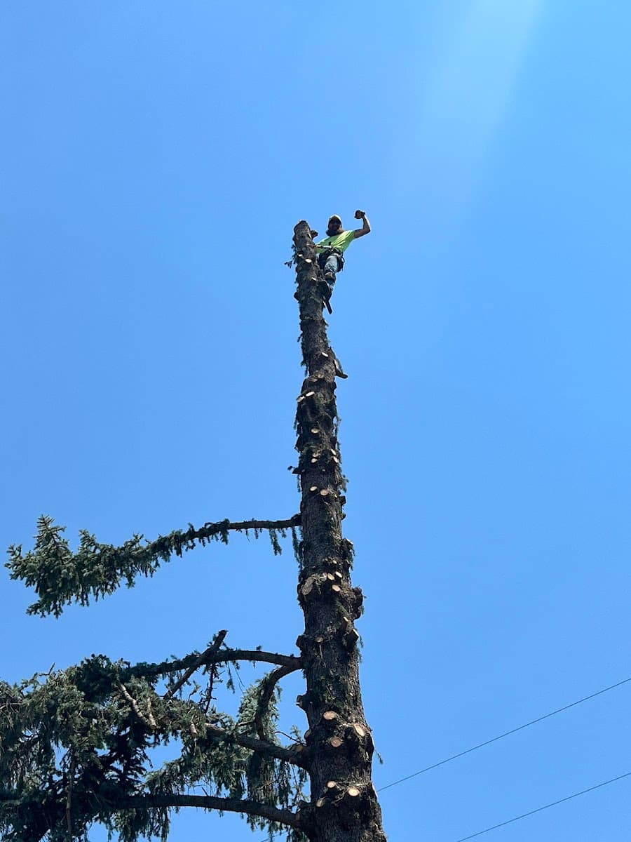 Tree Trouble?