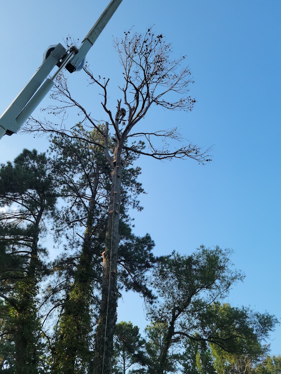 Arrow North Tree Service