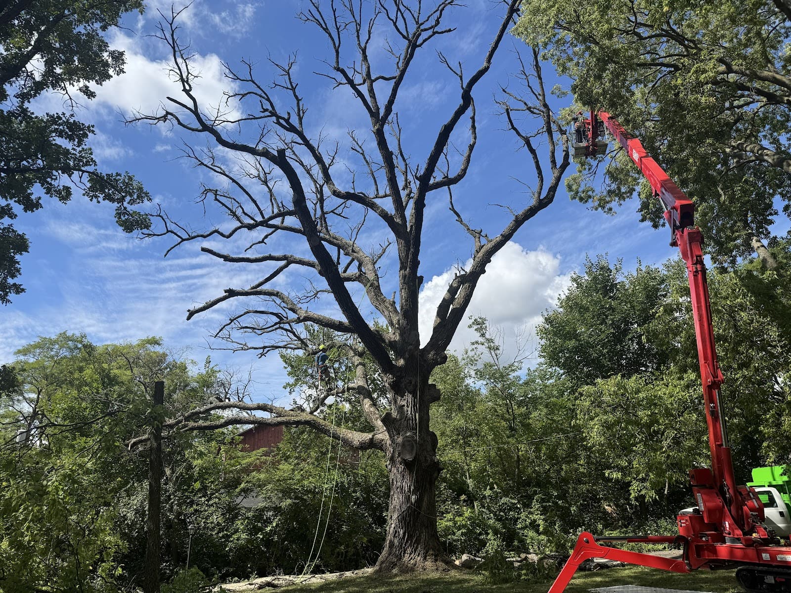 Bull of the Woods Tree Service