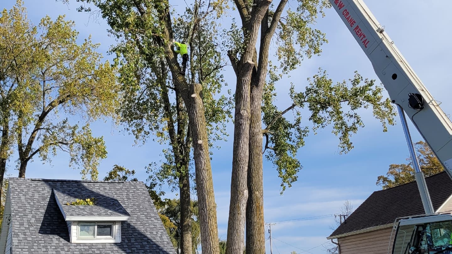 Shoup Tree Services