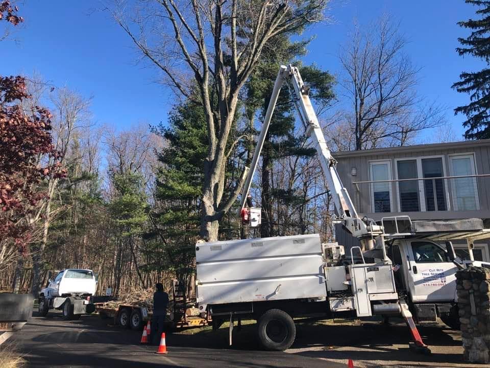 Jamie's Cut Rite Tree Service