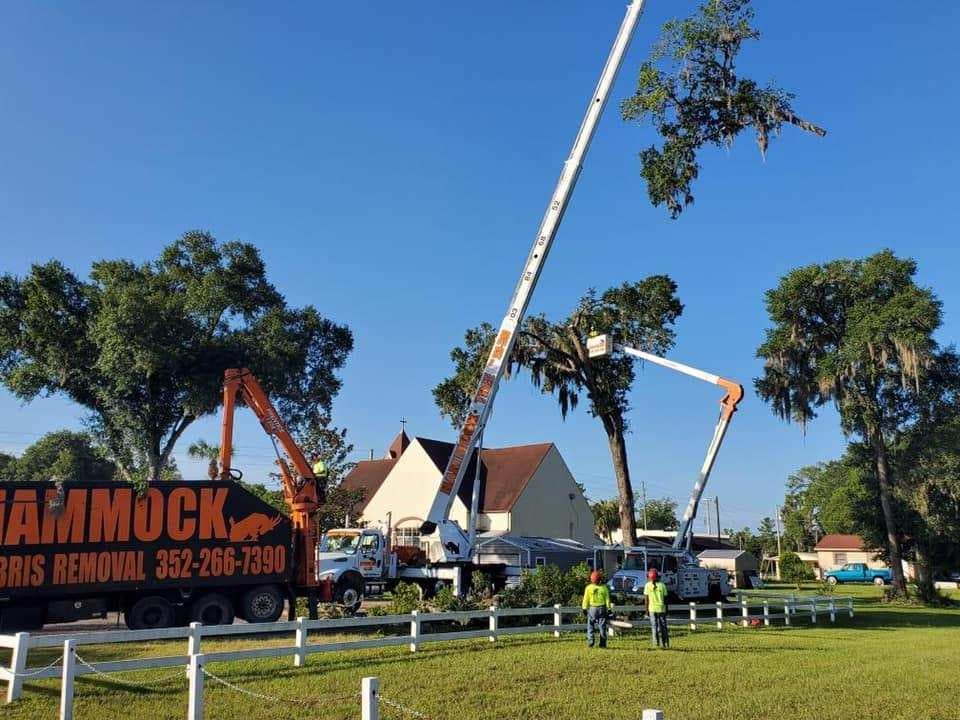 Hammock Tree Service
