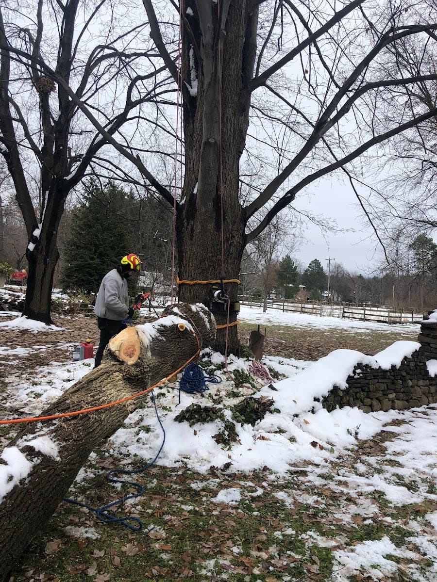 Arborsense Tree & Landscape LLC