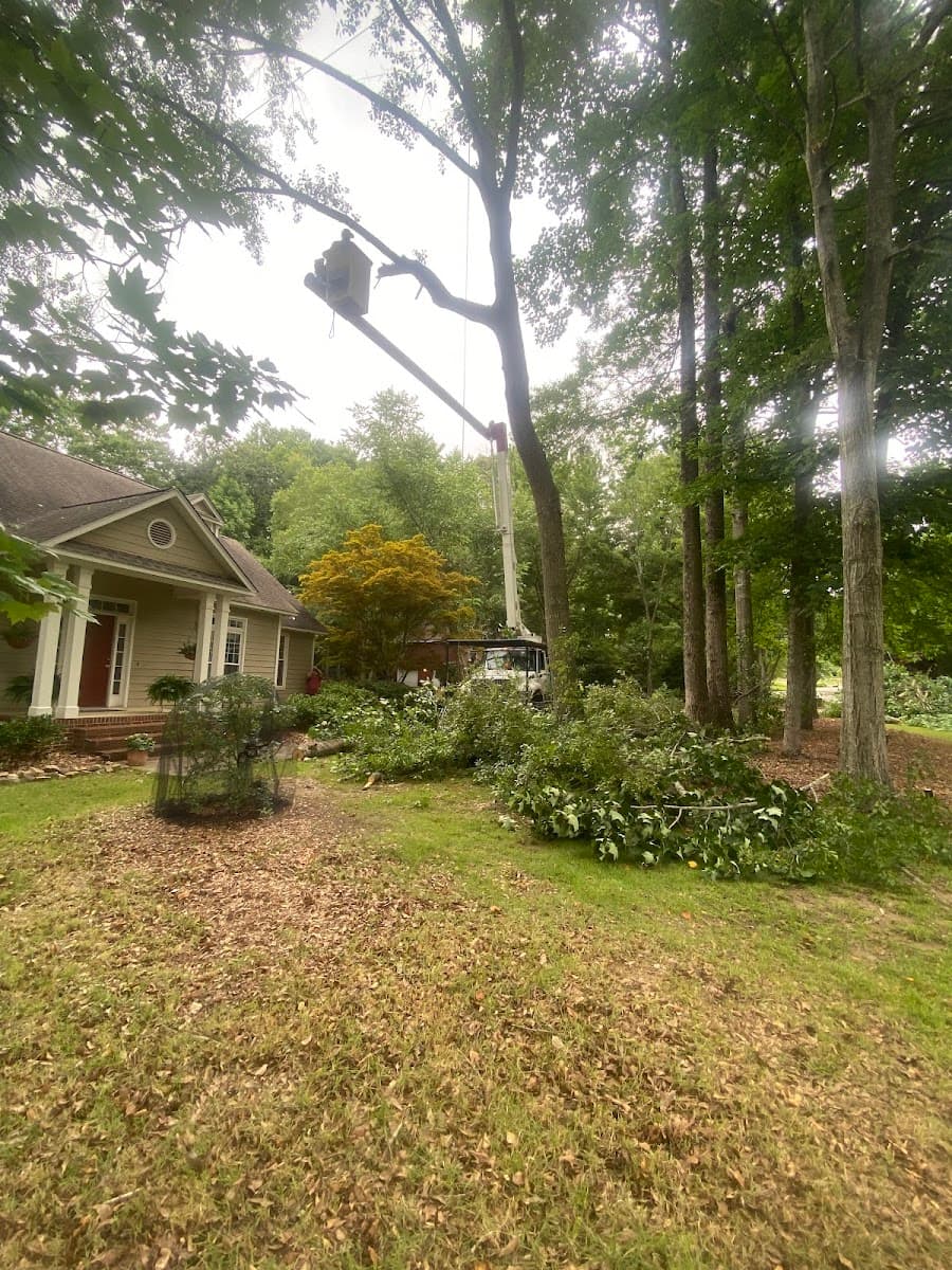 A&O Tree Service LLC