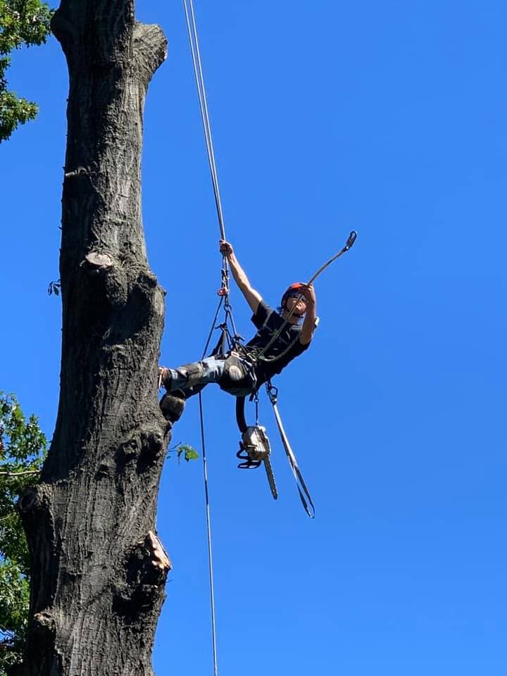 Fearless Tree Service