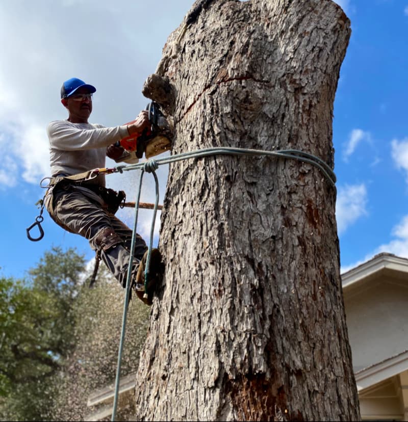 Benito Tree Service