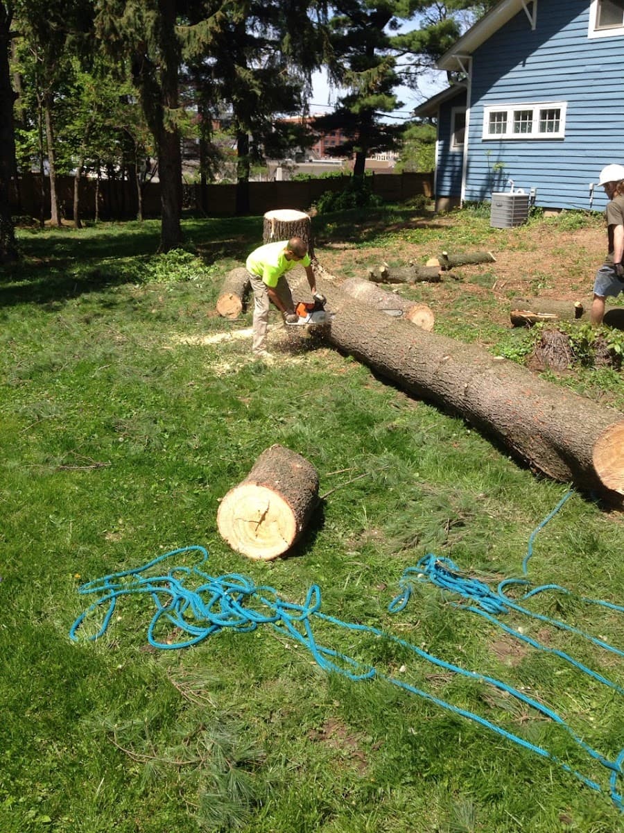 Witsken Tree Removal