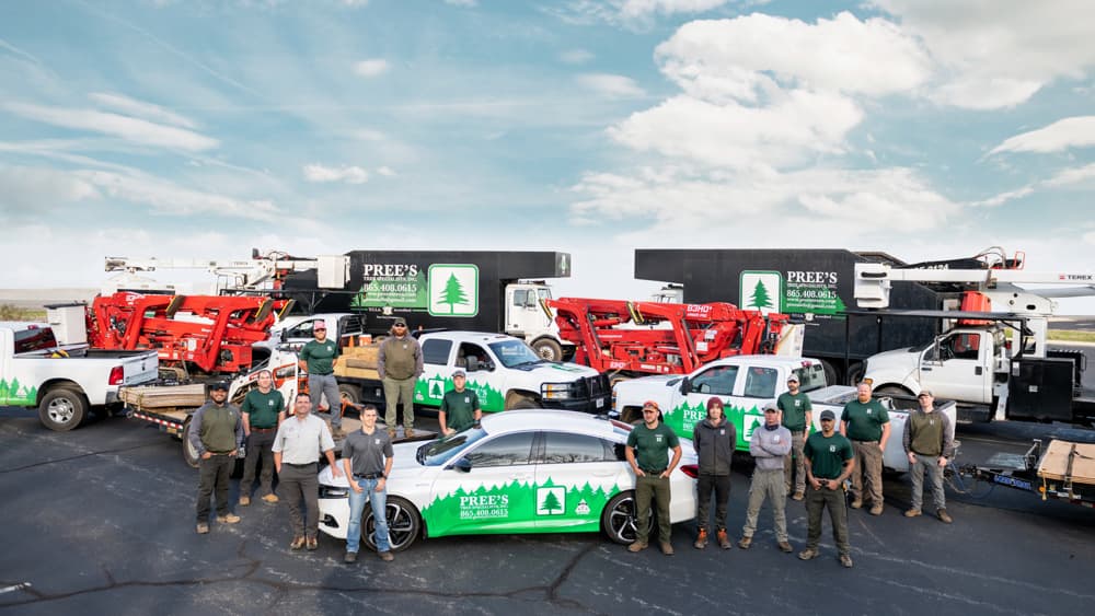 Pree's Tree Specialists | Tree Removal & Arborist