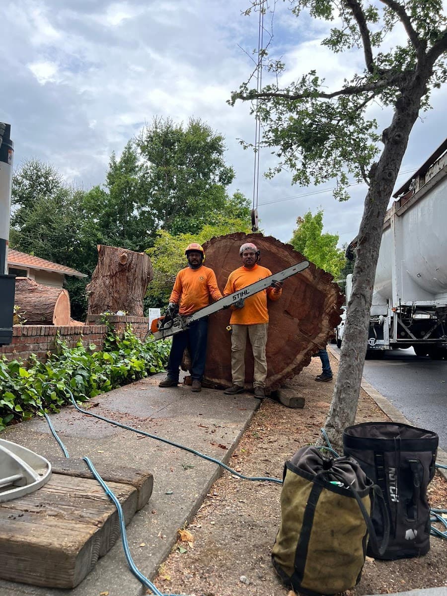 Lucatero Tree Services
