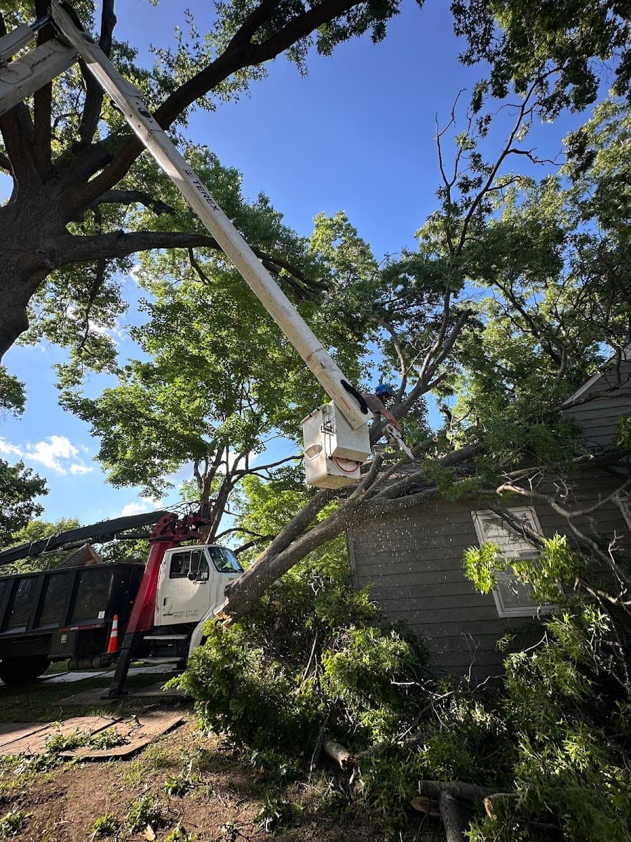 Eisenhower Tree Care