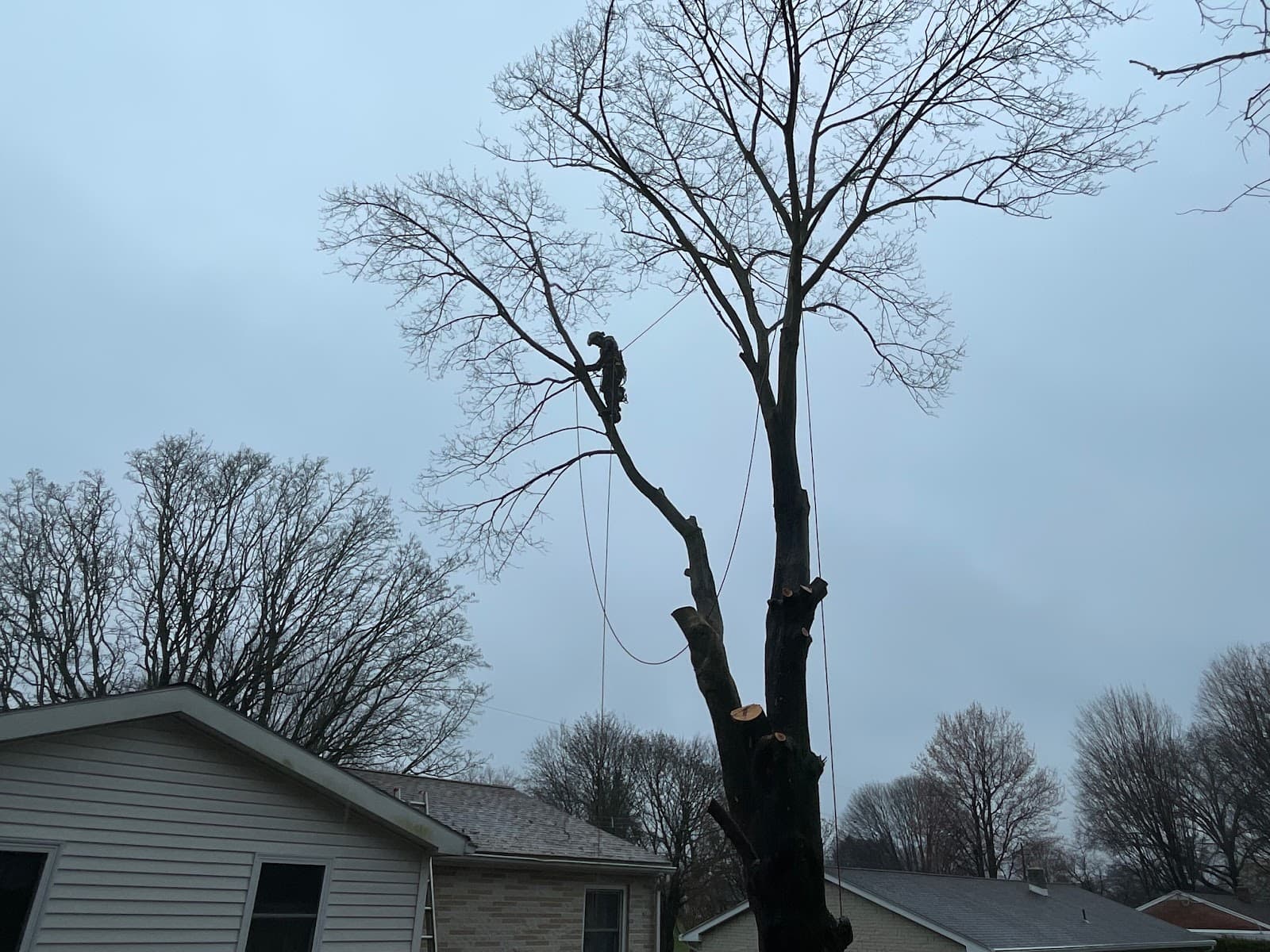 Meier & Sons Tree Service (Fully Insured)