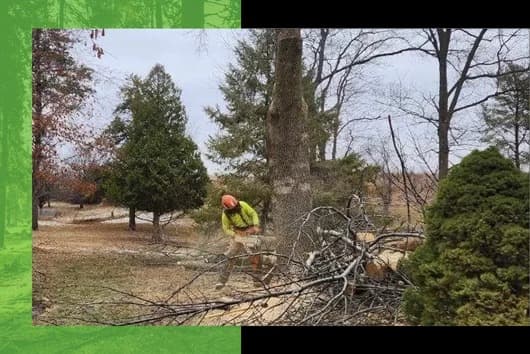 Cedar Rapids Tree Service by Sure Wood