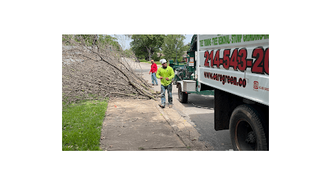 Care Green Dallas Tree Service & Removal
