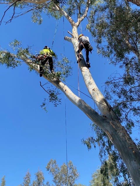 Forrest Wood Tree Service