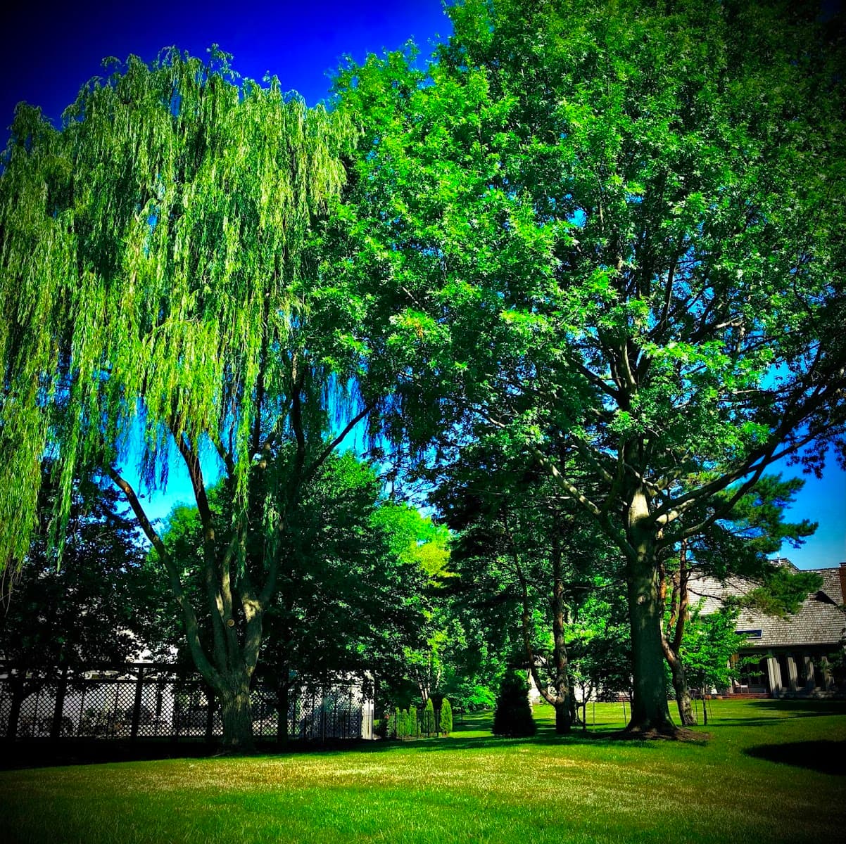 Arntson Thē Arborist