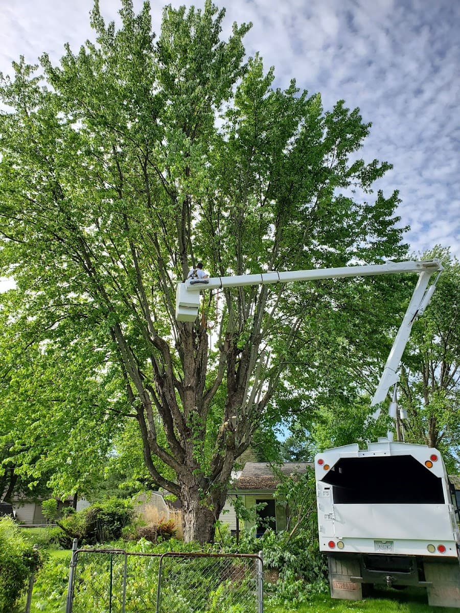 American Top Tree LLP