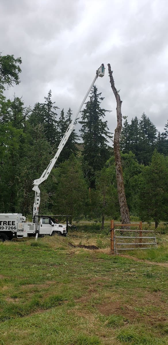 M.R. Tree Service